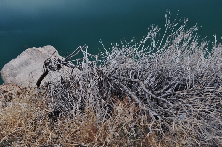 dead brush